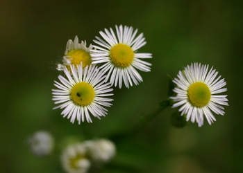 Gewöhnliches Feinstrahl-Berufskraut (Erigeron annuus) - © Emanuel Trummer